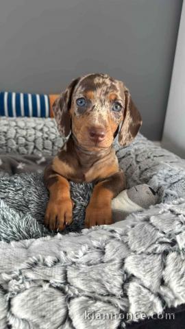 Magnifique chiot teckel arlequin kaminche 