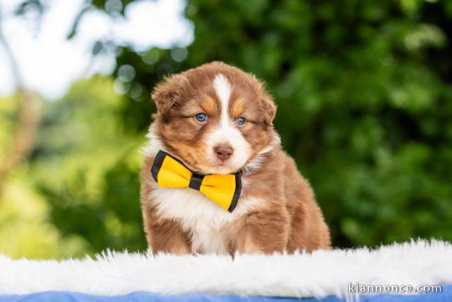 Adoption chiot berger australien 
