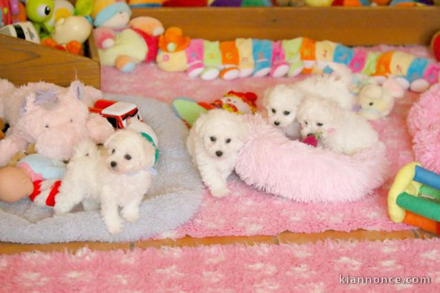 Je donne chiot bichon frisé 