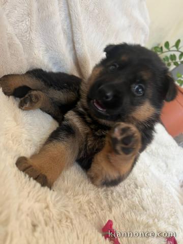 Je donne chiot berger allemand 