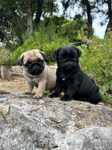 Chiot carlin disponible pour adoption 