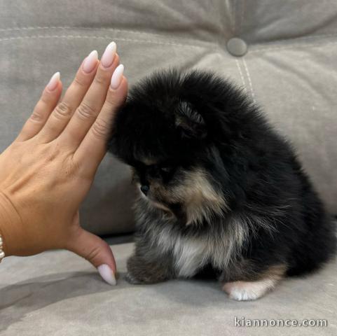 Chiots spitz nain disponible pour adoption 