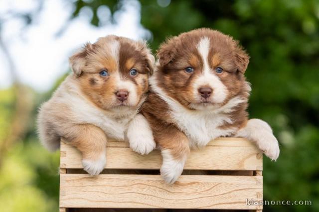 Bébé chiot berger australien lof 