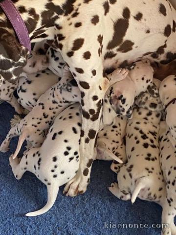 Chiot dalmatien à donner 