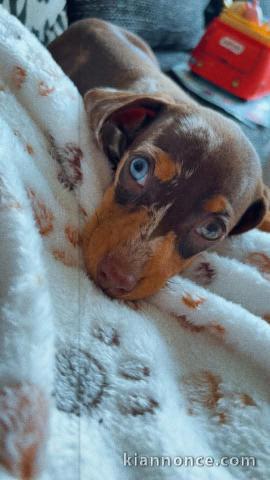 Adoption chiot teckel arlequin kaminche 