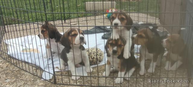 Bébé chiot type beagle disponible 