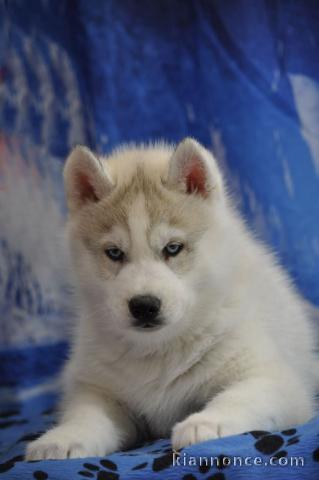 Bébé chiot husky sibérien à donner 