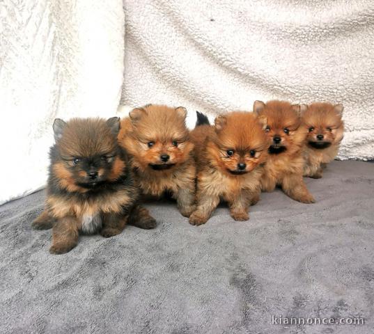 Dons chiot spitz nain disponible 