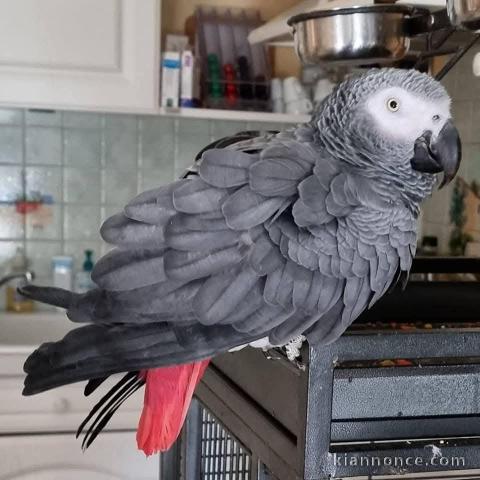 Je donne perroquet gris du Gabon 