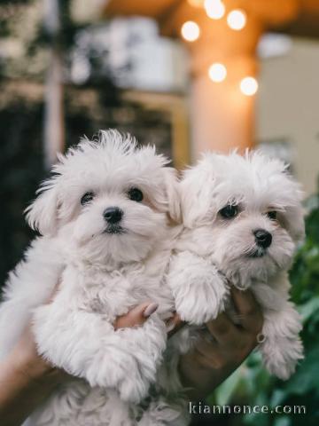 Je donne chiot bichon maltais 