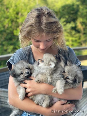 Magnifique chiot spitz allemand race pure 