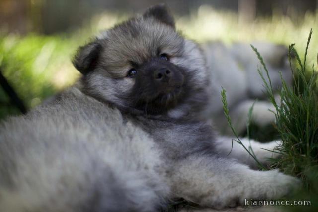 Magnifique chiot spitz allemand race pure 