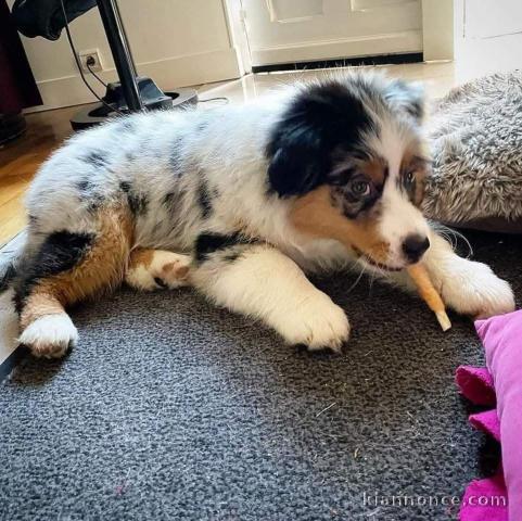 Chiots berger australien lof à donner 