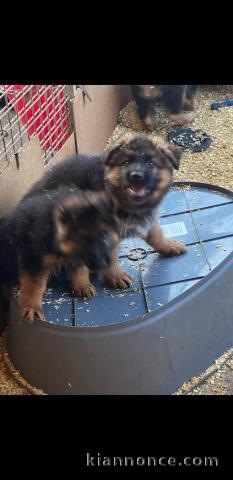 Chiots berger allemand à adopter 
