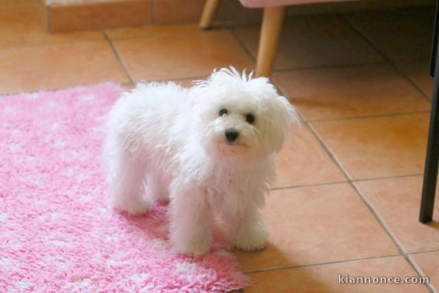 Bébé chiot bichon frisé a donner 