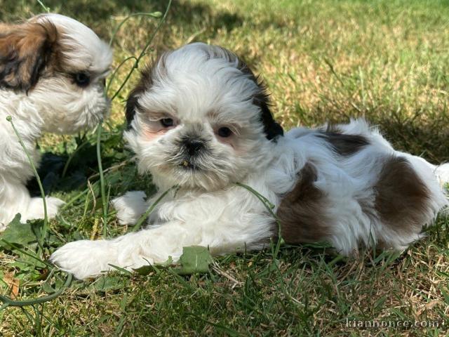 Magnifique chiot Shih Tzu à donner mâle 