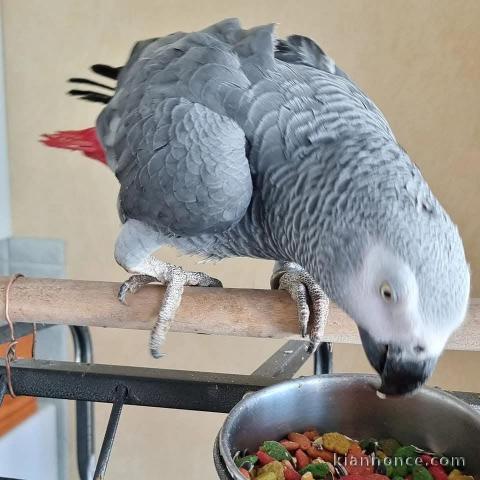 Perroquet gris du Gabon à adopter 