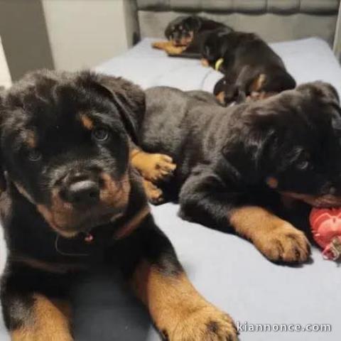 chiots ROTTWEILER a donner 