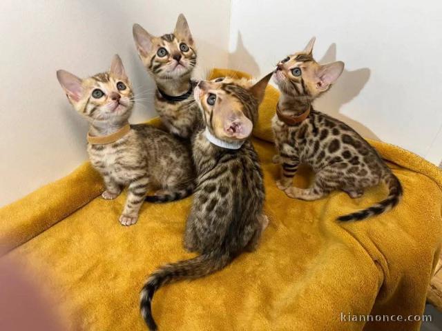 Bébé chaton Bengal pour adoption 