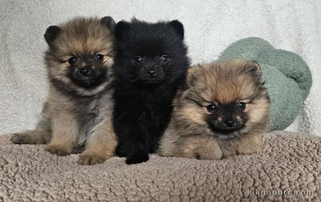 Chiots spitz nain disponible 