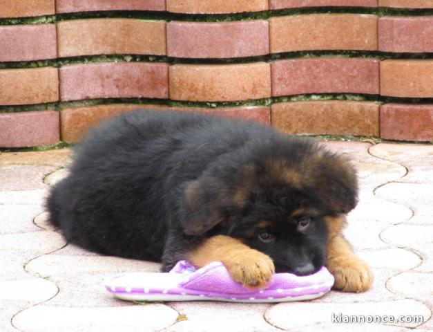 chiot type berger allemand lof mâle a donner 