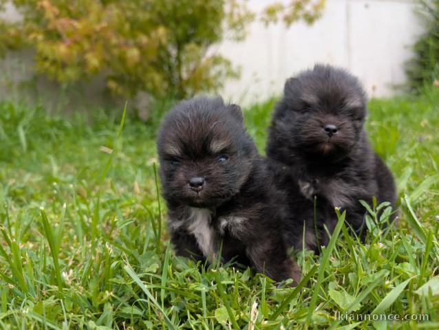 chiots type spitz allemand lof 