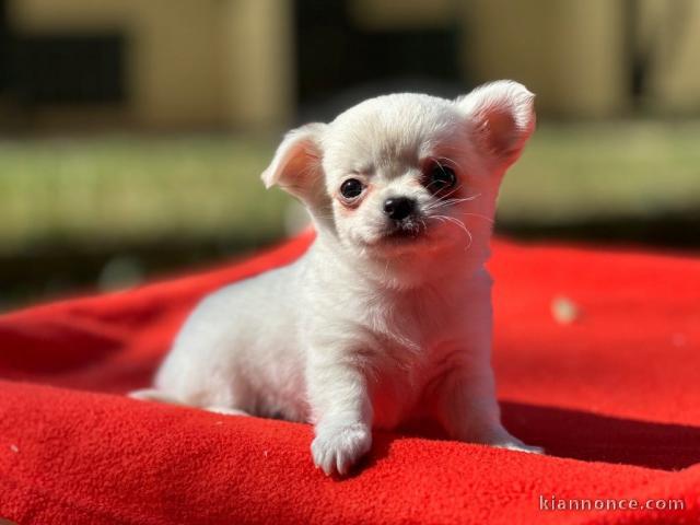 chiots chihuahua à adopter 