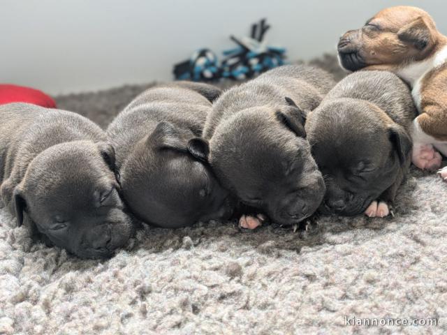 chiots type staffie à adopter 