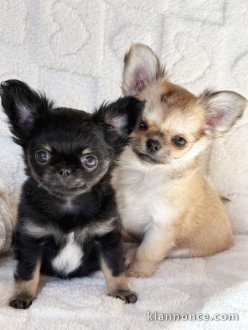 chiots chihuahua disponible pour adoption 