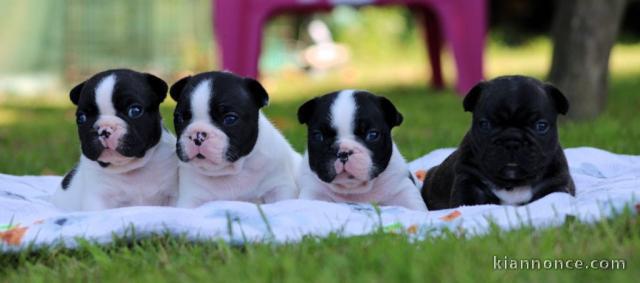 chiots bouledogue français disponible 