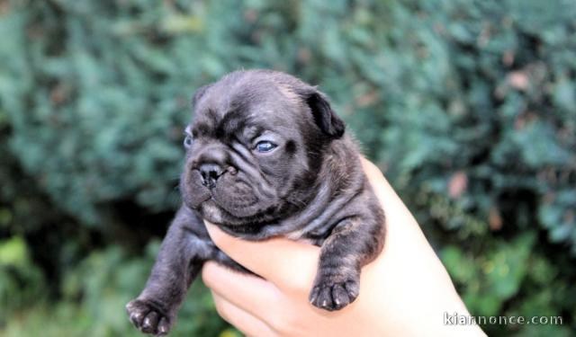 Chiots bouledogue français à adopter 