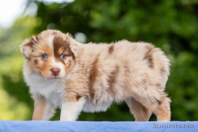 Je donne chiot berger australien disponible 