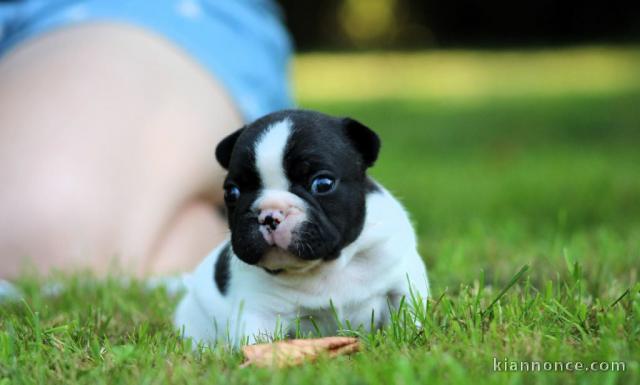 chiots bouledogue français disponible 