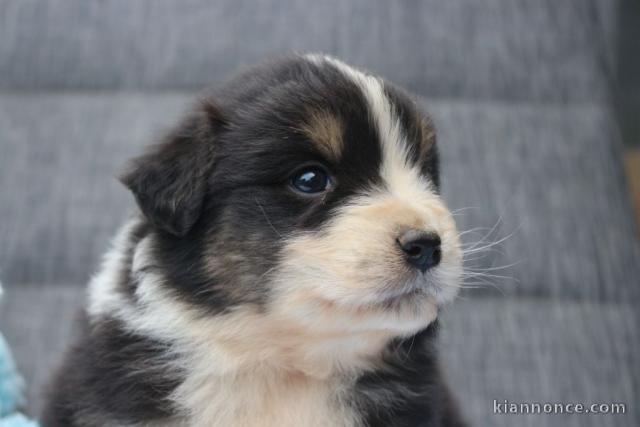 Chiots berger australien lof mâle 