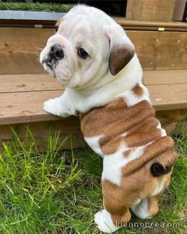Je donne chiot bulldog anglais disponible 