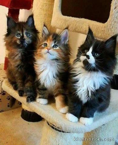 Dons chatons maine coon disponible 