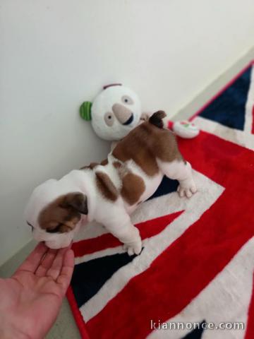 chiots bulldog anglais a donner 