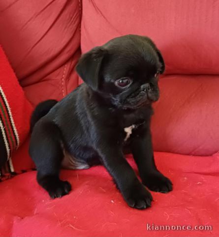 bébé chiot type carlin disponible 