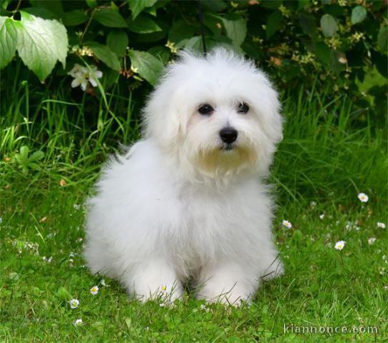 bébé chiot coton de Tuléar disponible 