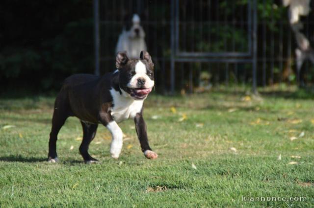 bébé boston terrier mâle 
