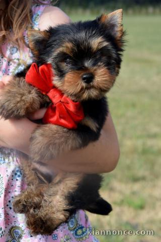 Dons chiot Yorkshire terrier femelle 
