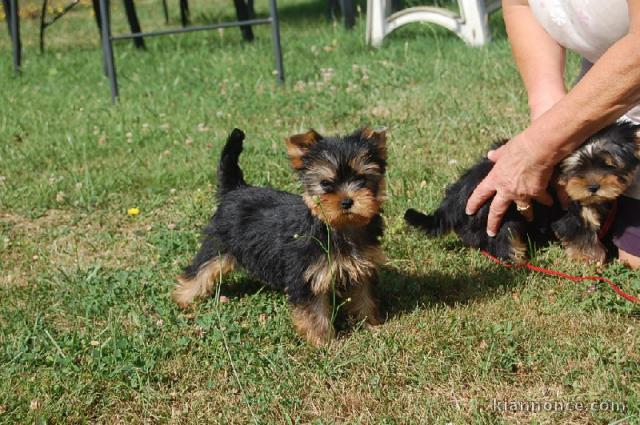 Dons chiot Yorkshire terrier femelle 