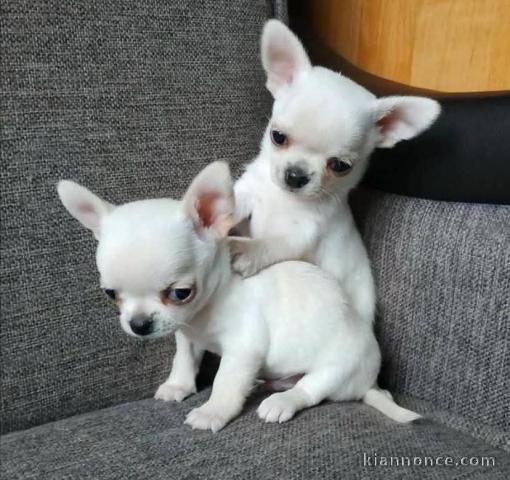 je donne chiot chihuahua mâle et femelle 