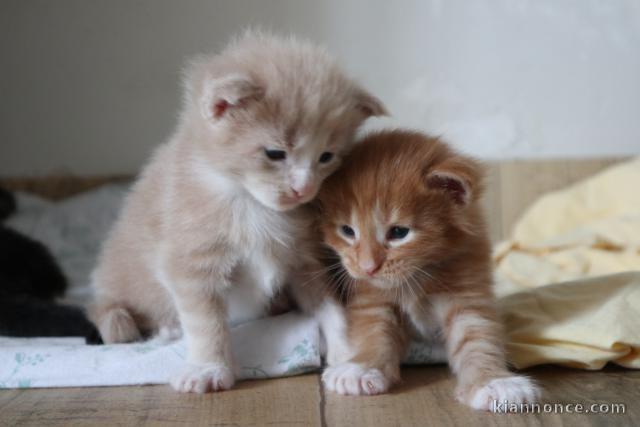 chaton Maine coon adorable 