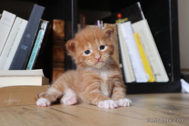 adorable chaton Maine coon disponible 
