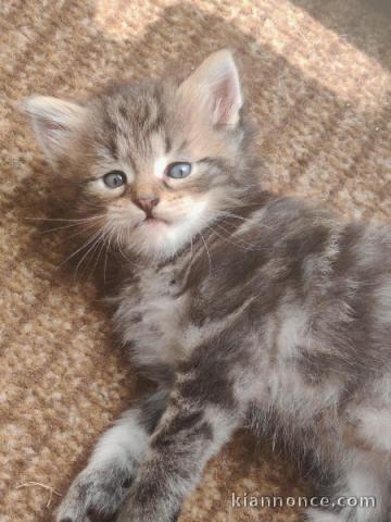 magnifique chatons sibérien à donner 