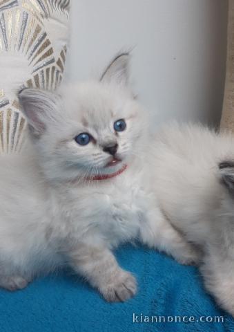 Bébé chaton ragdoll disponible 