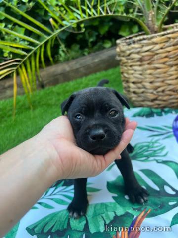 je donne chiot staffie disponible 
