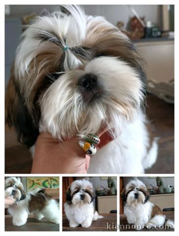chiots Shih Tzu à donner 
