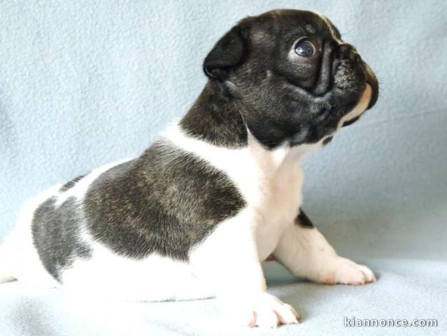 chiots bouledogue français pour compagnie 
